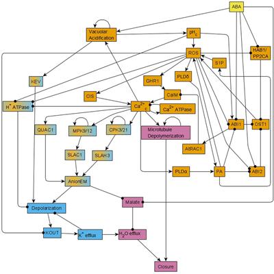 A Guard Cell Abscisic Acid (ABA) Network Model That Captures the Stomatal Resting State